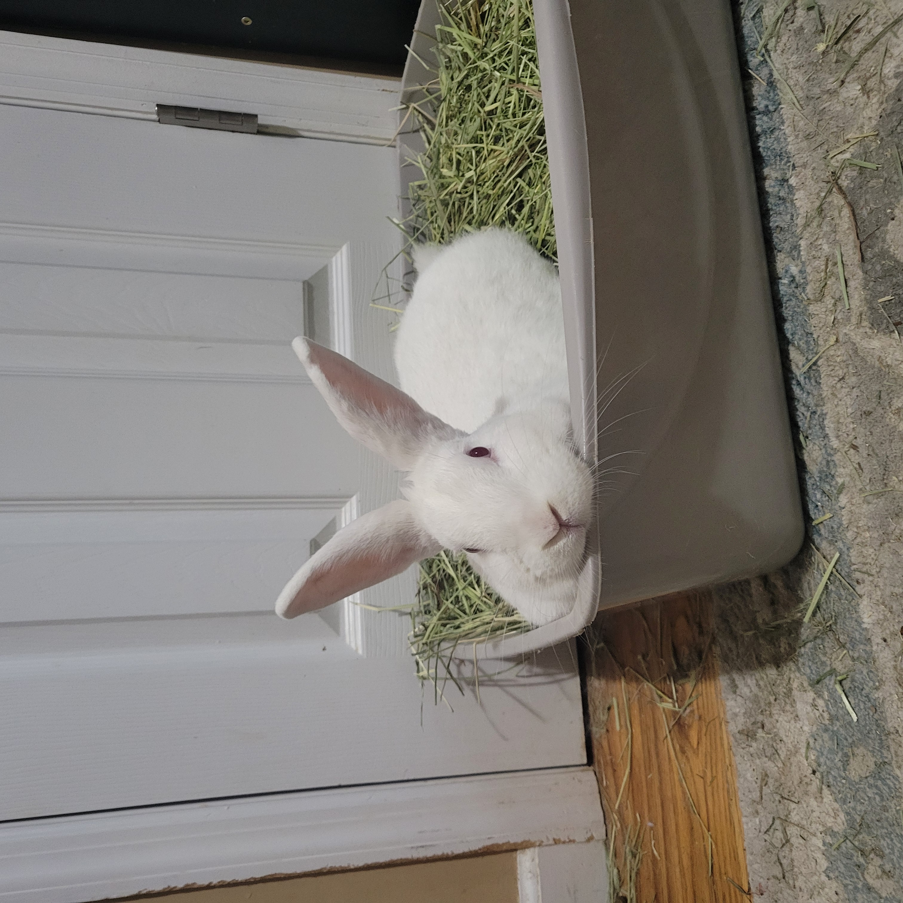 MEI MEI (ADULT SPAYED FEMALE) photo 3