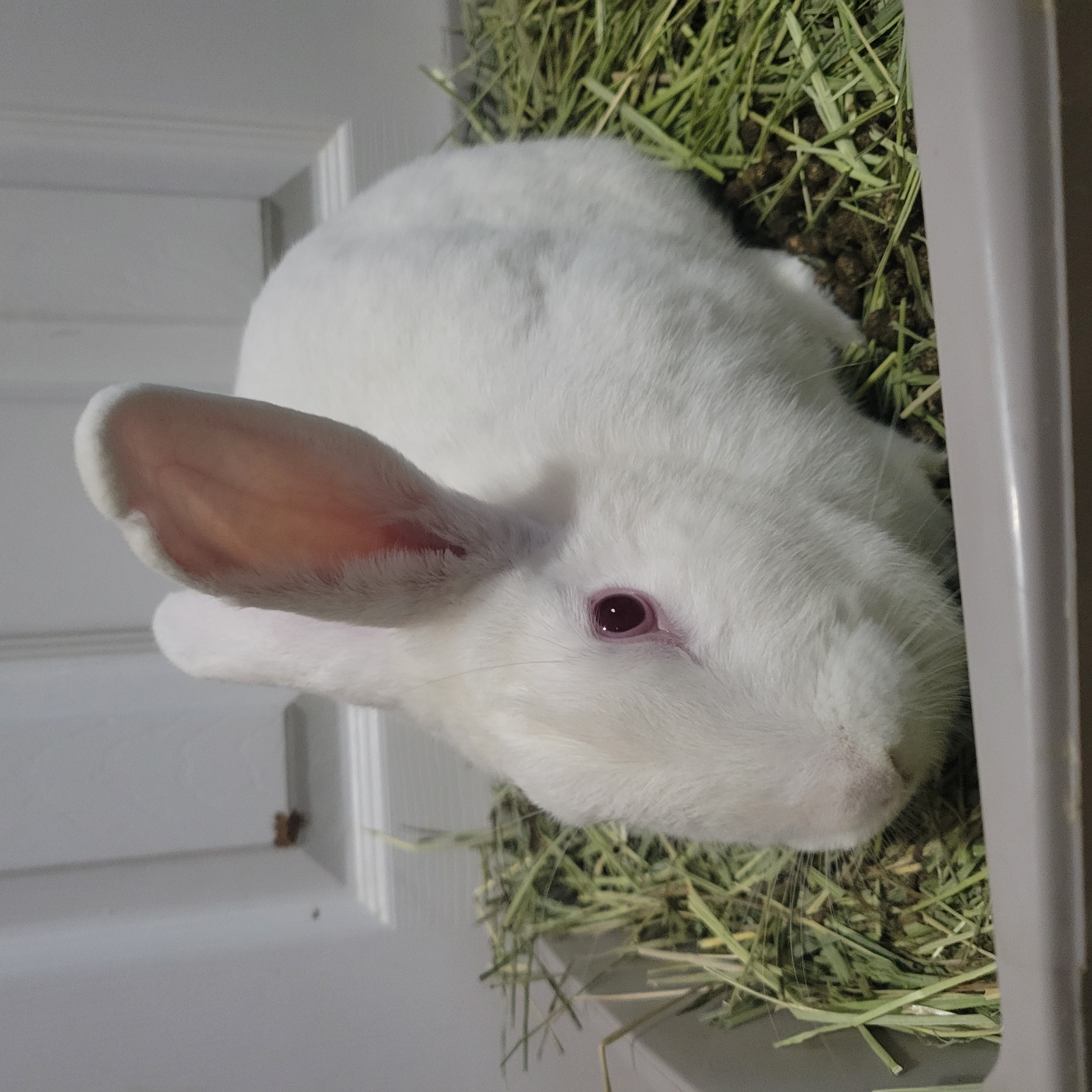 MEI MEI (ADULT SPAYED FEMALE) photo 4