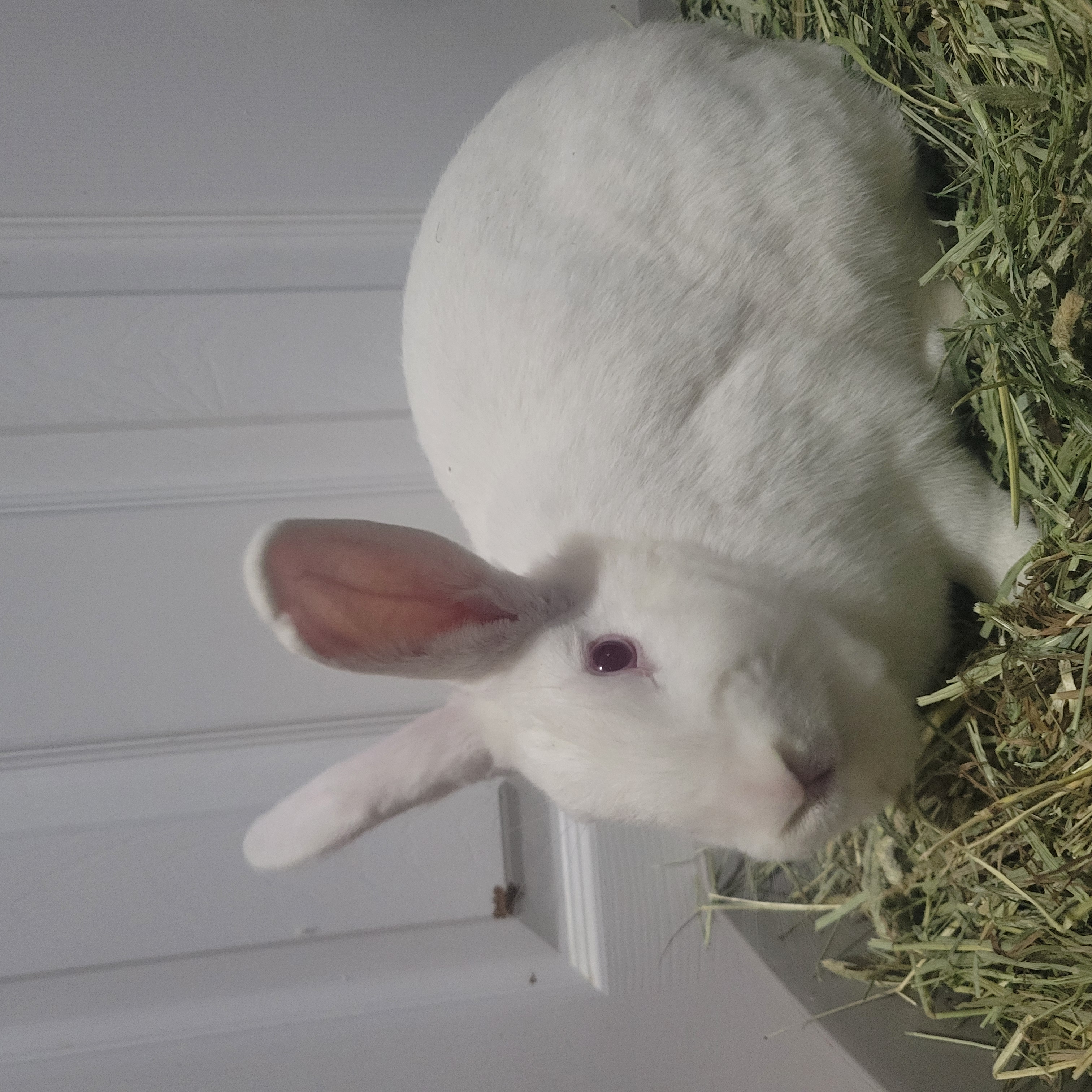 MEI MEI (ADULT SPAYED FEMALE) photo 1