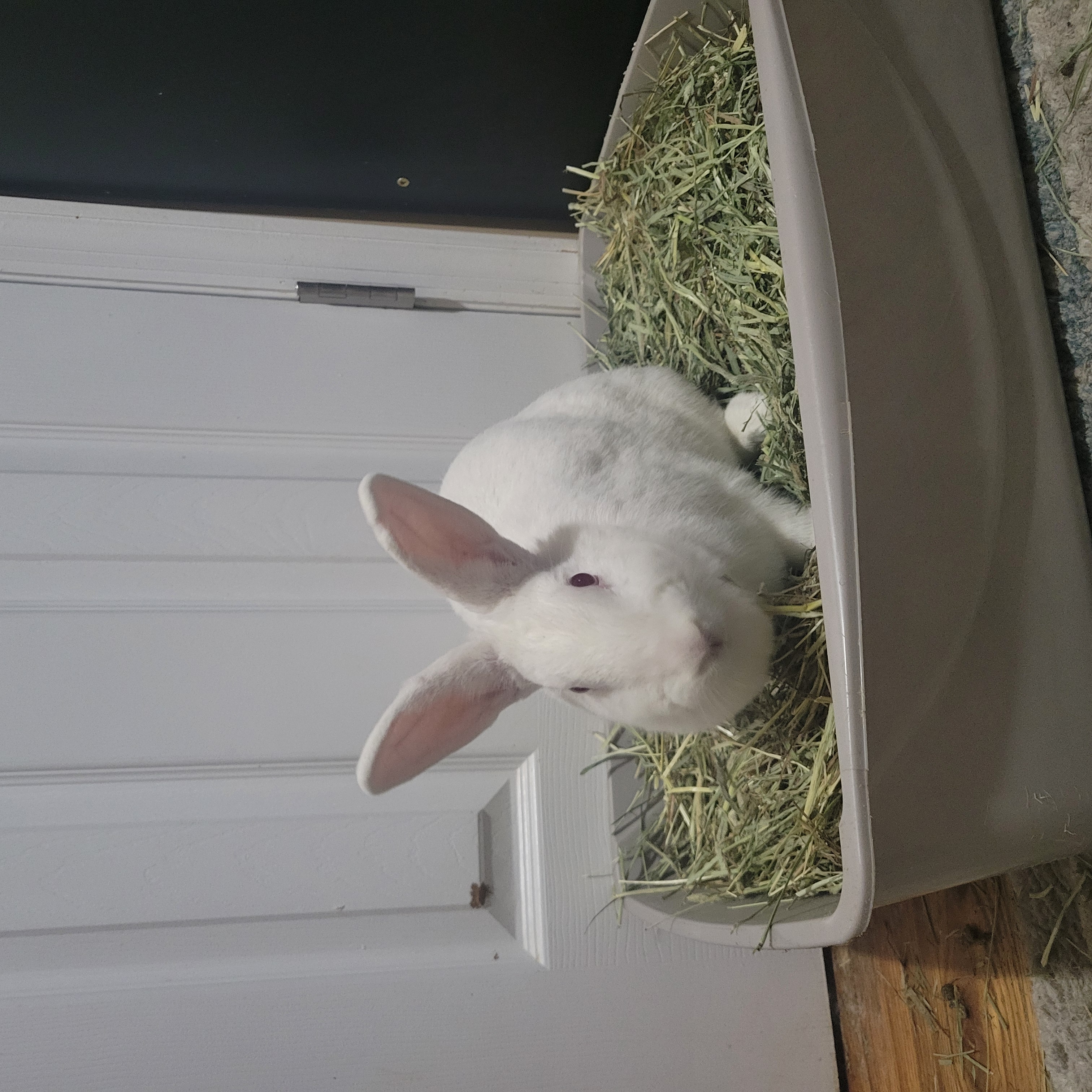 MEI MEI (ADULT SPAYED FEMALE) photo 6