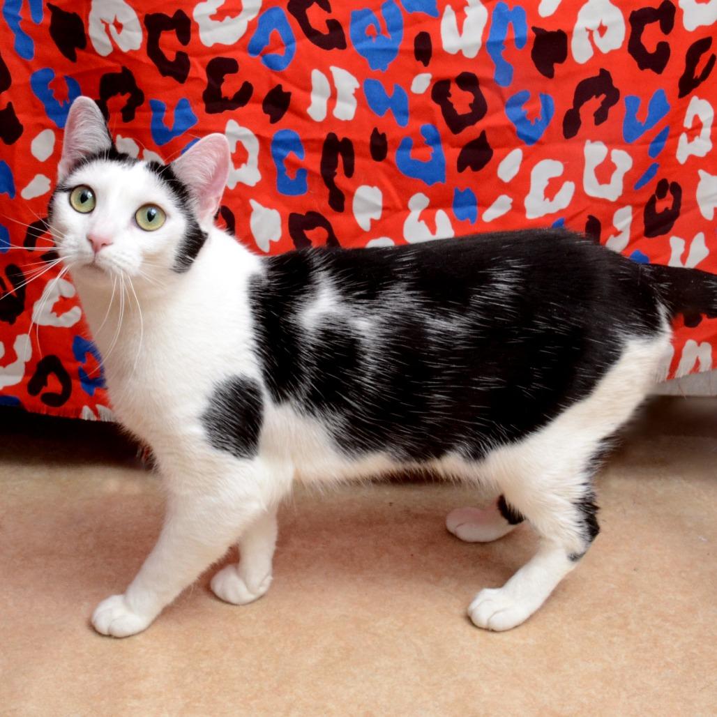 meowmeow, a Adoptable Domestic Short Hair in Natick, MA image 2/5