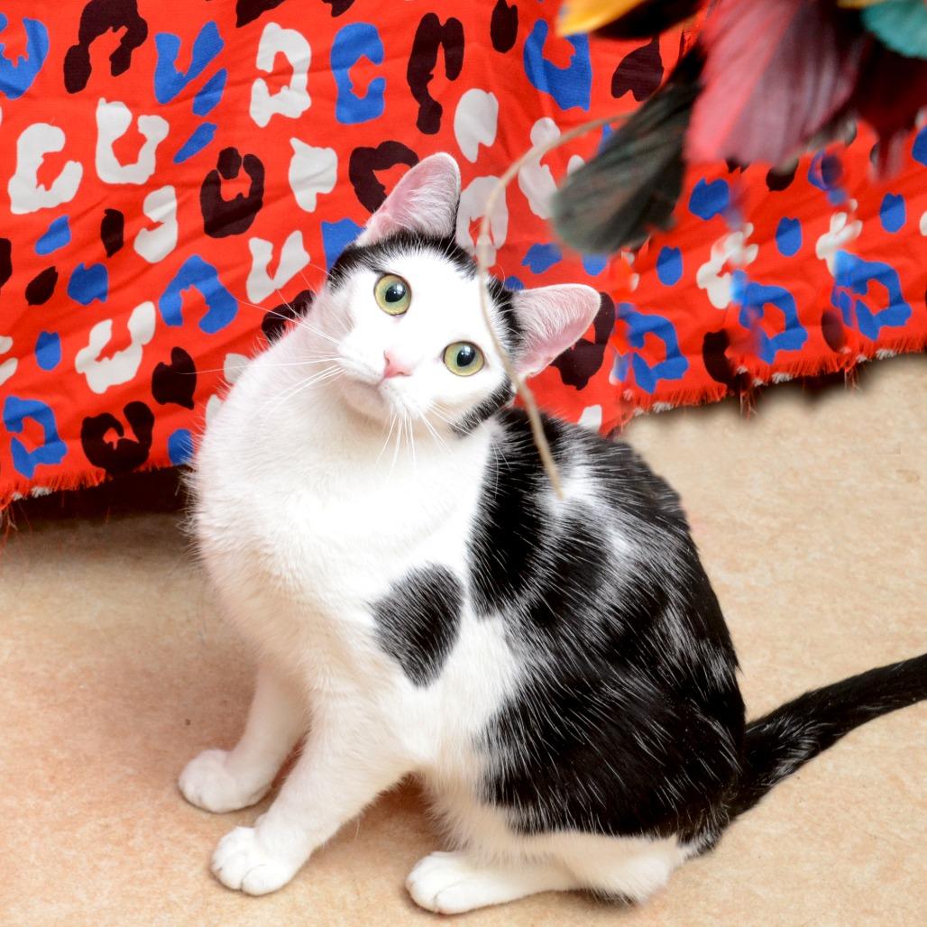 meowmeow, a Adoptable Domestic Short Hair in Natick, MA image 3/5