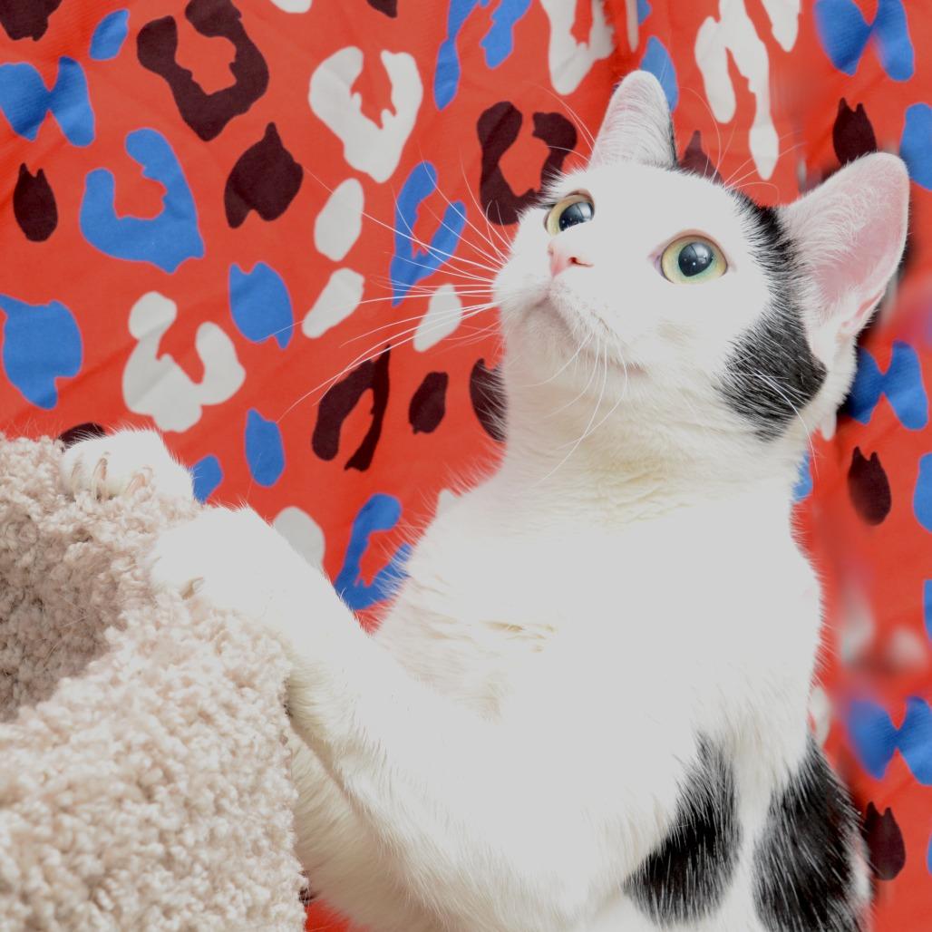 meowmeow, a Adoptable Domestic Short Hair in Natick, MA image 4/5