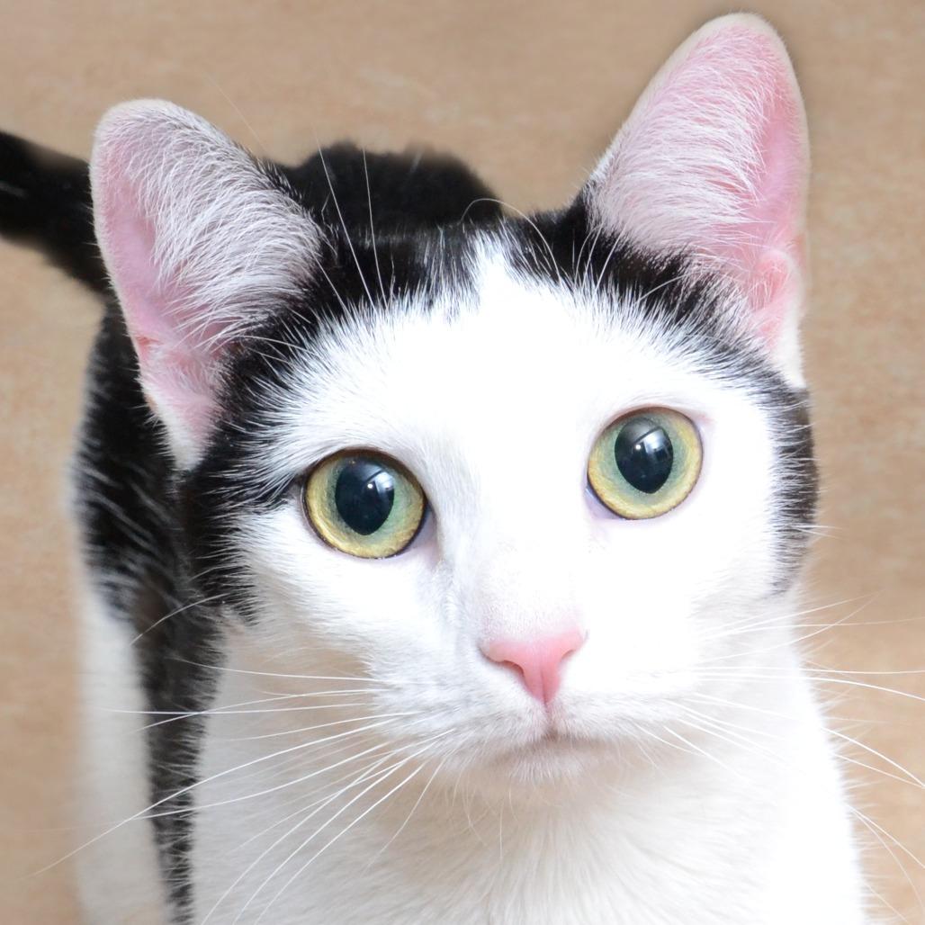 meowmeow, a Adoptable Domestic Short Hair in Natick, MA image 5/5