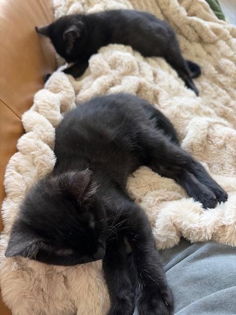 Enlarge Biscuit, an adopted Domestic Short Hair in Las Vegas, NV image 5/5