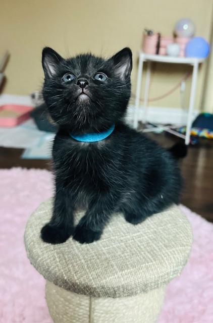 Enlarge Biscuit, an adopted Domestic Short Hair in Las Vegas, NV image 2/5