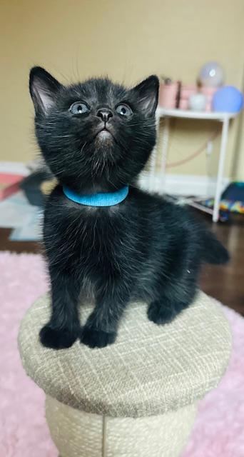 Biscuit, adopted, Kitten Male Domestic Short Hair.