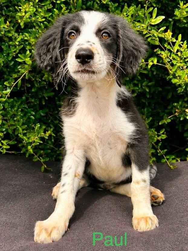Paul - Beatles Litter, adopted, Puppy Male Retriever & Great Pyrenees.