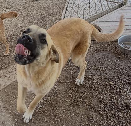 Shimley (smilely), ADOPTABLE, Adult Male Mixed Breed.