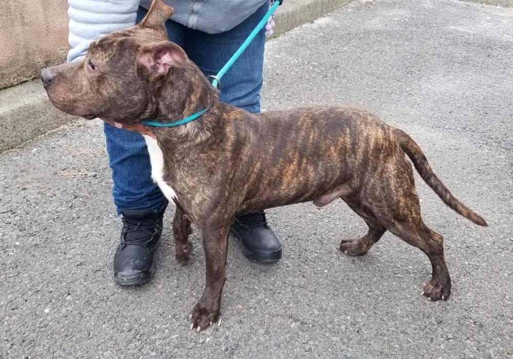 Enlarge MARBLES (cc#7193), a ADOPTABLE mixed breed in West Orange, NJ image 3/6