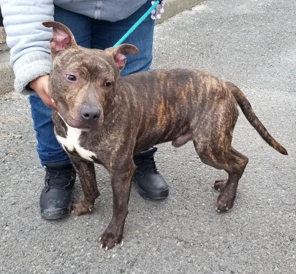 Enlarge MARBLES (cc#7193), a ADOPTABLE mixed breed in West Orange, NJ image 2/6