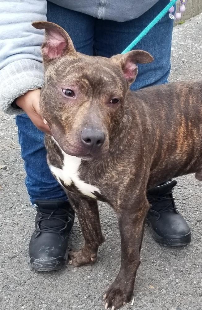 Enlarge MARBLES (cc#7193), a ADOPTABLE mixed breed in West Orange, NJ image 1/6