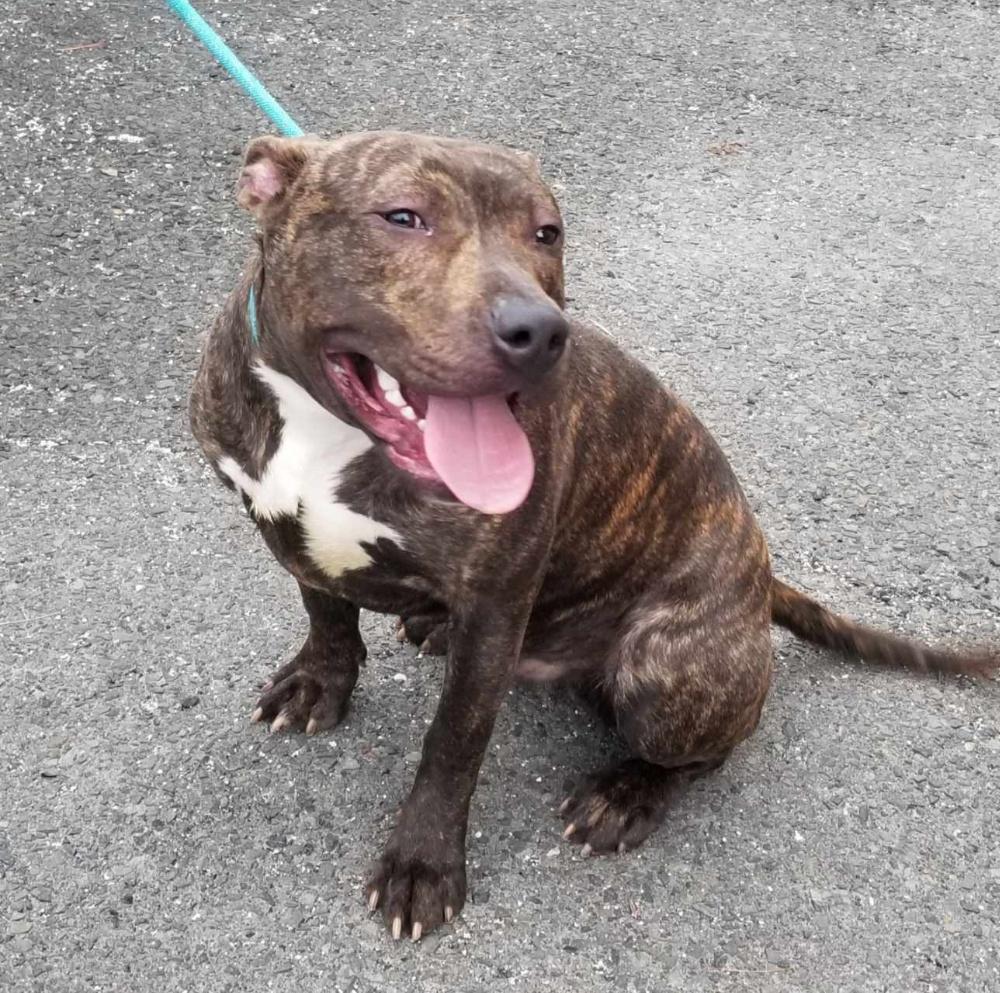 Enlarge MARBLES (cc#7193), a ADOPTABLE mixed breed in West Orange, NJ image 6/6