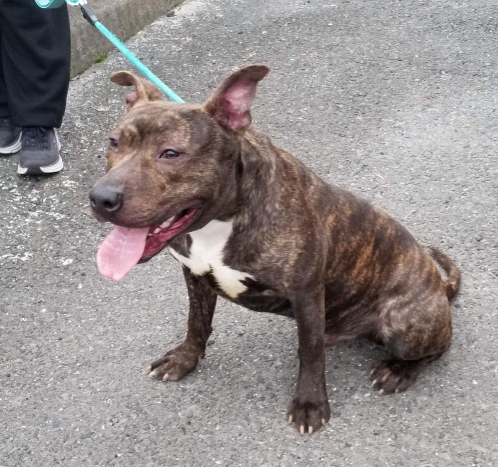 Enlarge MARBLES (cc#7193), a ADOPTABLE mixed breed in West Orange, NJ image 5/6