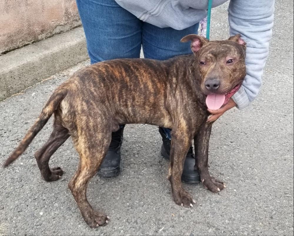 Enlarge MARBLES (cc#7193), a ADOPTABLE mixed breed in West Orange, NJ image 4/6