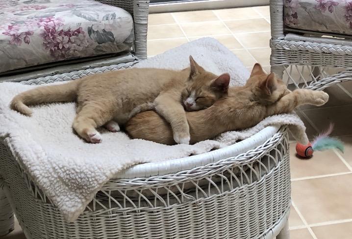 Enlarge Mango & Peaches (Bonded Pair), a Adoptable Domestic Short Hair in Sterling Heights, MI image 2/4