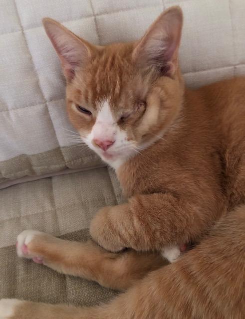 Enlarge Mango & Peaches (Bonded Pair), a Adoptable Domestic Short Hair in Sterling Heights, MI image 3/4