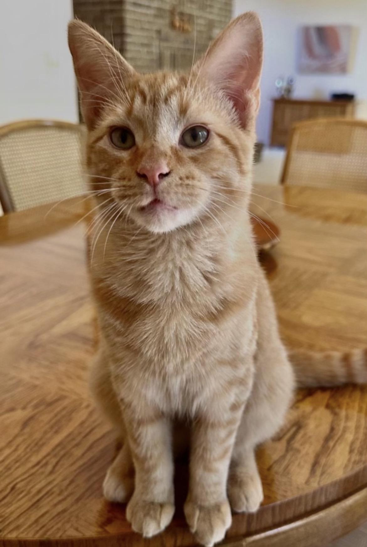 Enlarge Mango & Peaches (Bonded Pair), a Adoptable Domestic Short Hair in Sterling Heights, MI image 4/4