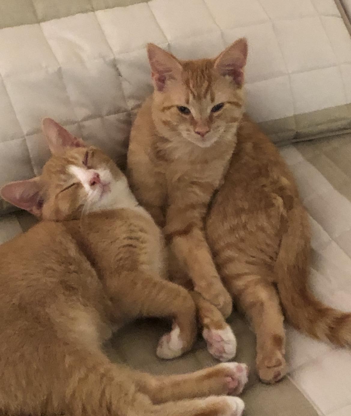 Enlarge Mango & Peaches (Bonded Pair), a Adoptable Domestic Short Hair in Sterling Heights, MI image 1/4
