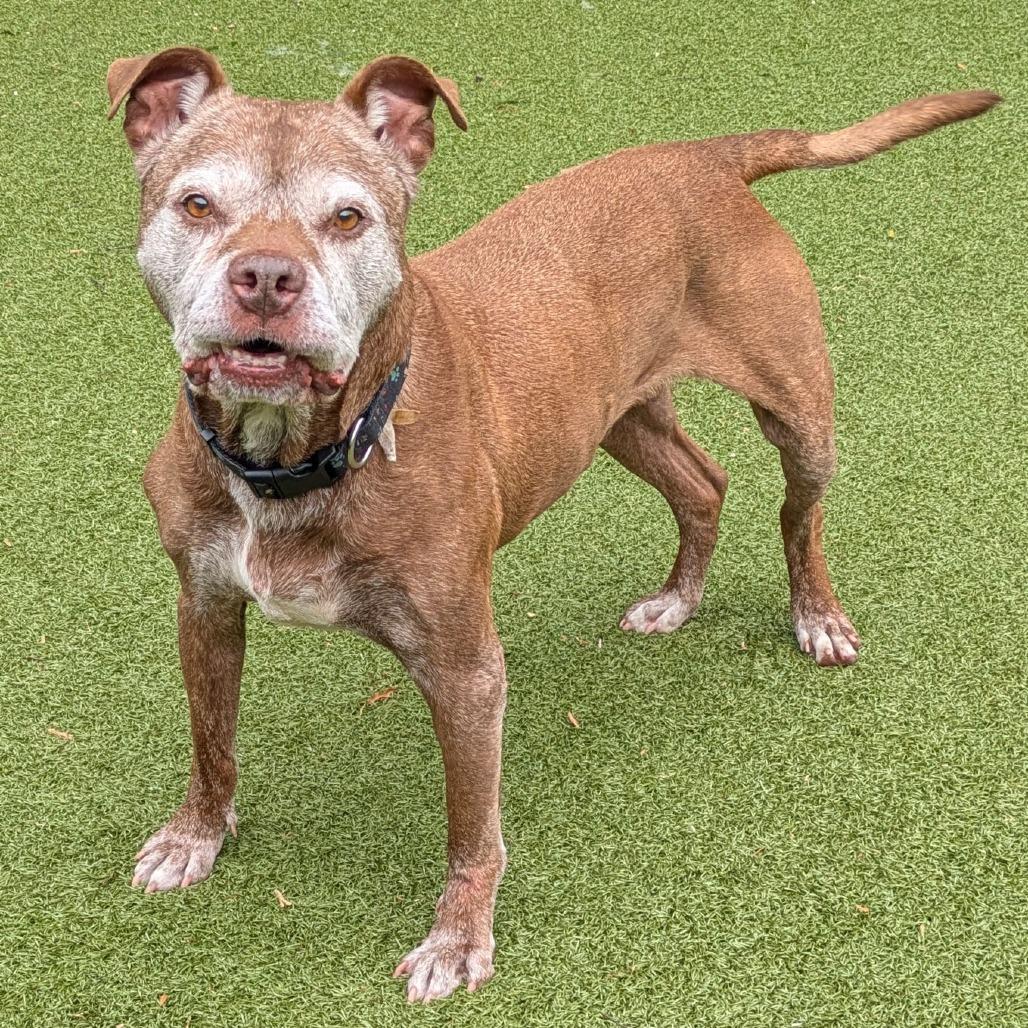 Enlarge Buddy, a Adoptable mixed breed in Charlottesville, VA image 1/5