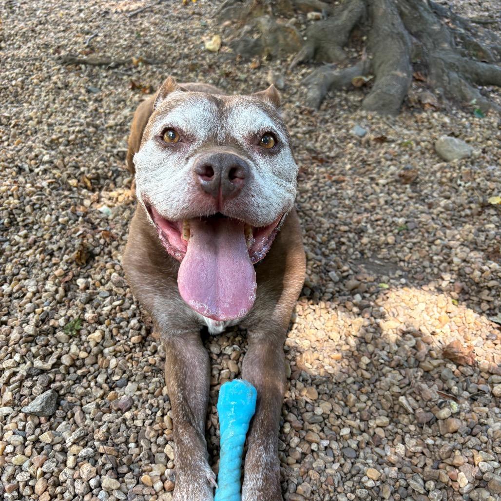 Enlarge Buddy, a Adoptable mixed breed in Charlottesville, VA image 2/5