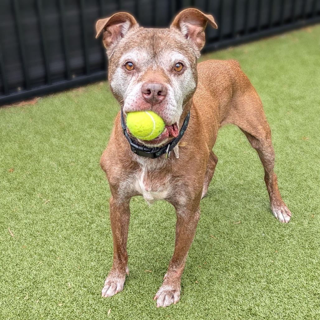 Enlarge Buddy, a Adoptable mixed breed in Charlottesville, VA image 3/5