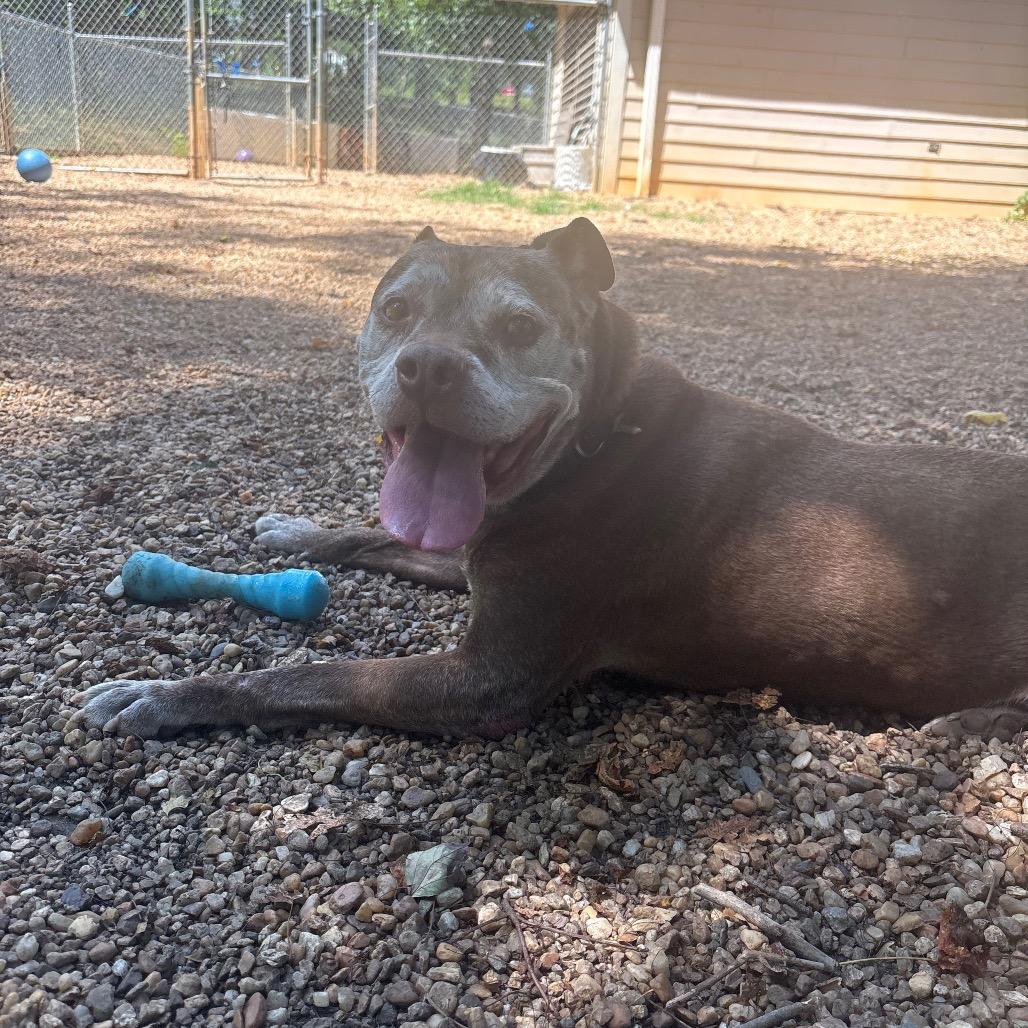 Enlarge Buddy, a Adoptable mixed breed in Charlottesville, VA image 4/5