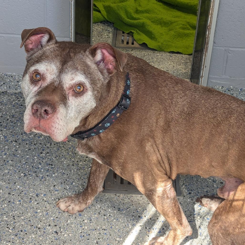 Enlarge Buddy, a Adoptable mixed breed in Charlottesville, VA image 5/5