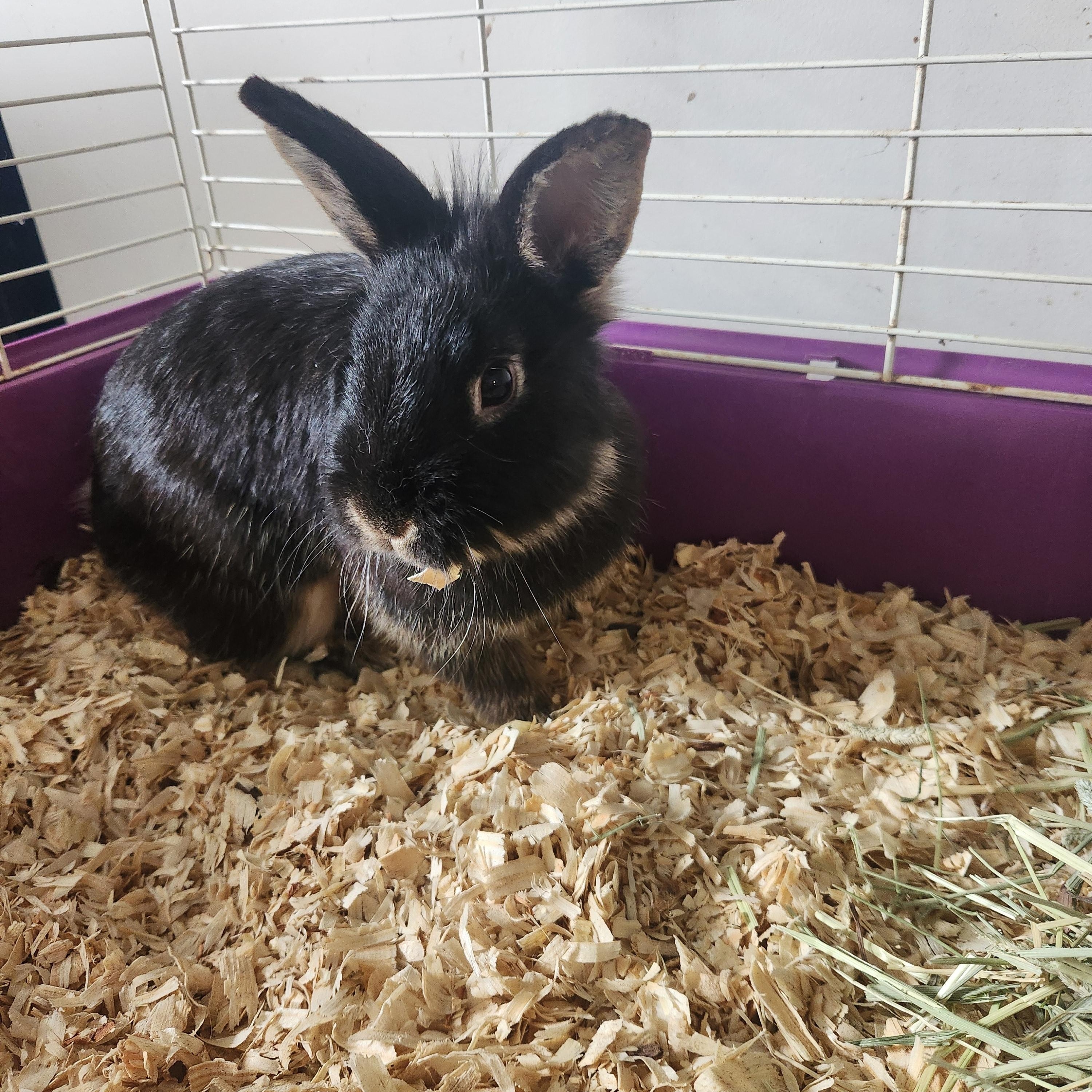 Bert, ADOPTABLE, Young Male Lionhead.