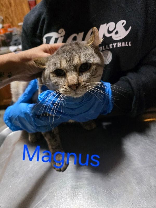 Magnus
