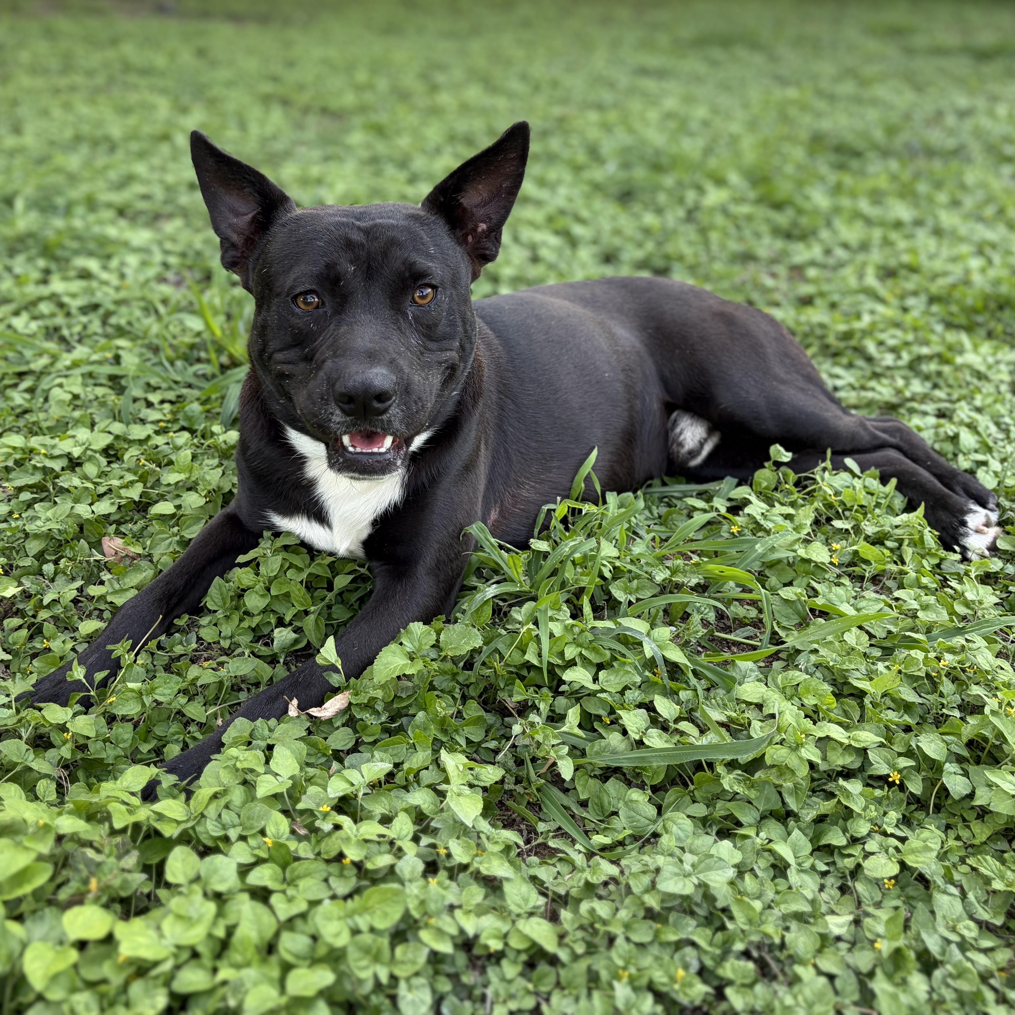Enlarge Frito, a Adoptable mixed breed in Eau Claire, WI image 3/3