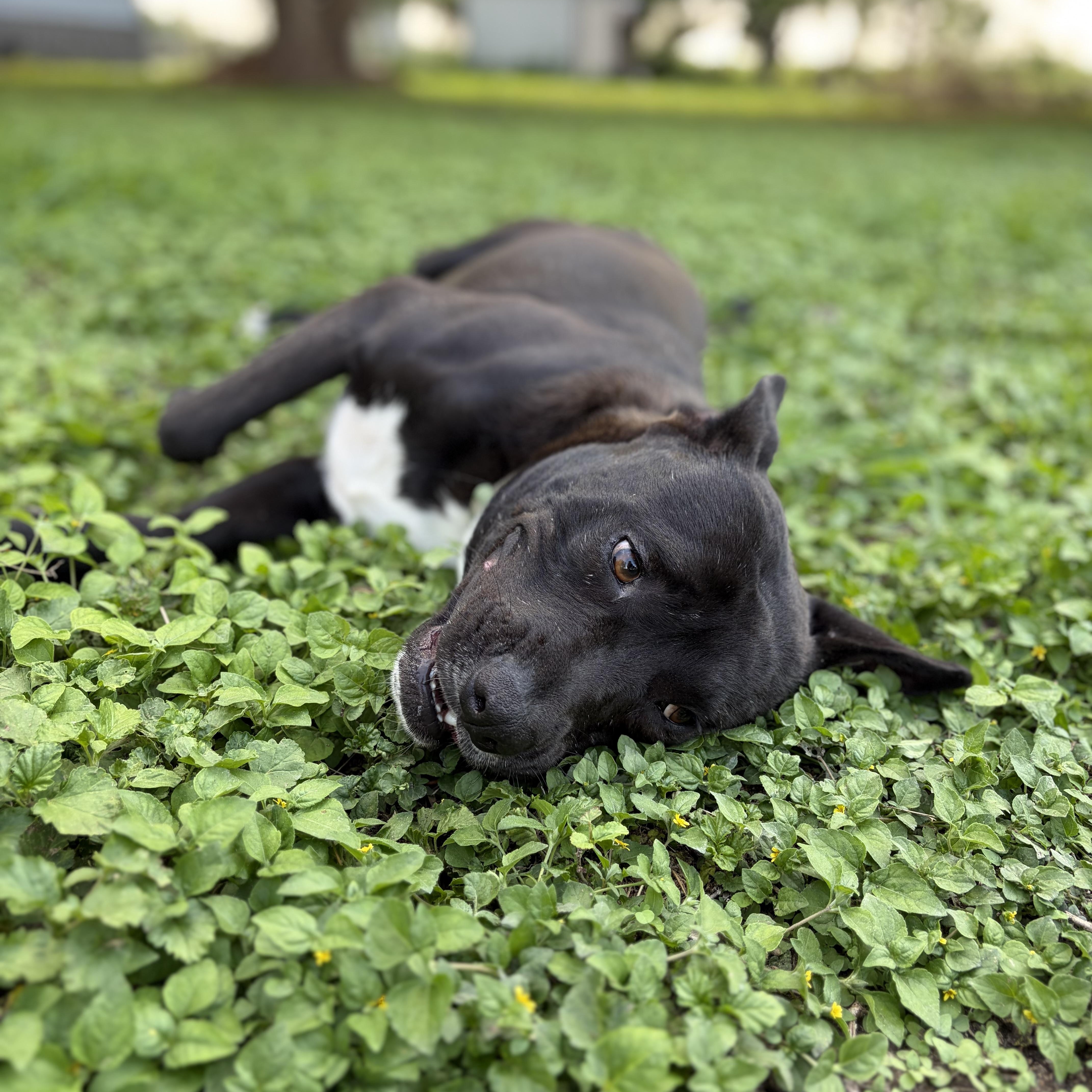 Enlarge Frito, a Adoptable mixed breed in Eau Claire, WI image 2/3