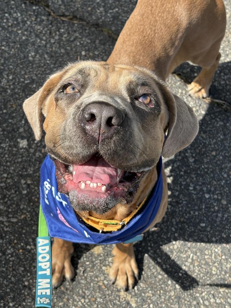 Enlarge Franny, a Adoptable mixed breed in New York, NY image 1/5