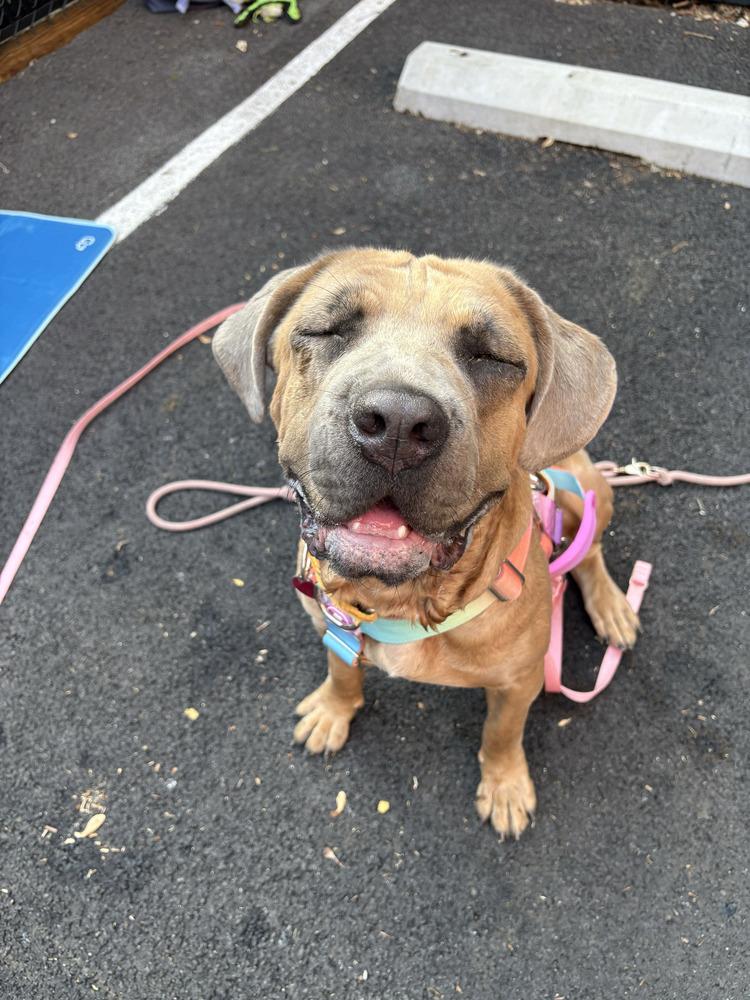 Enlarge Franny, a Adoptable mixed breed in New York, NY image 2/5
