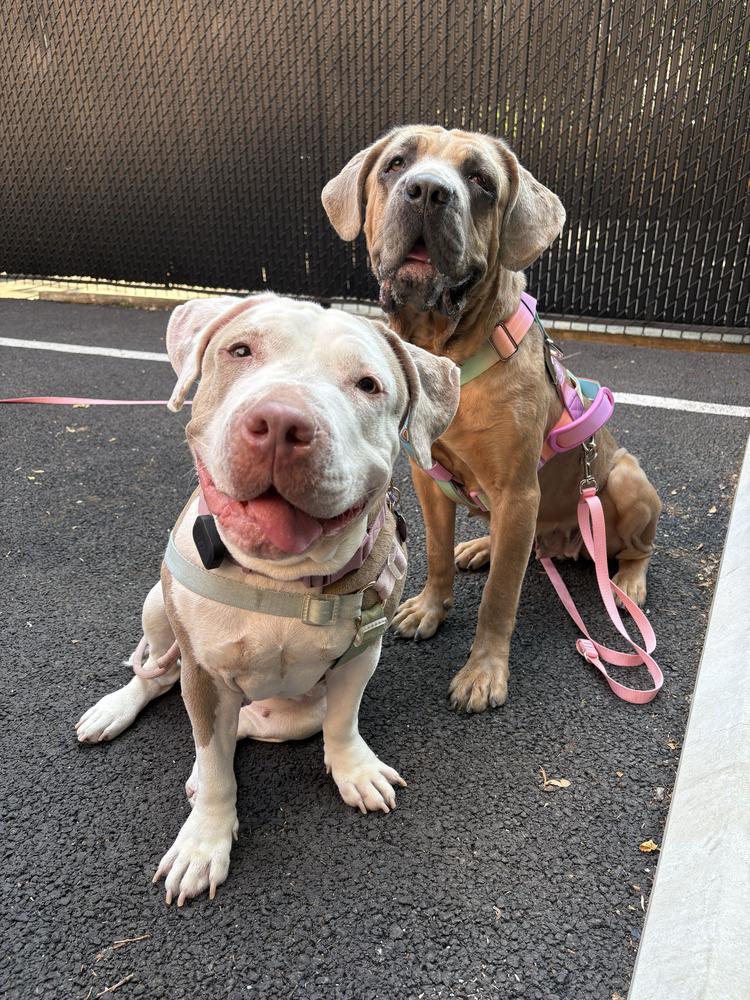Enlarge Franny, a Adoptable mixed breed in New York, NY image 3/5