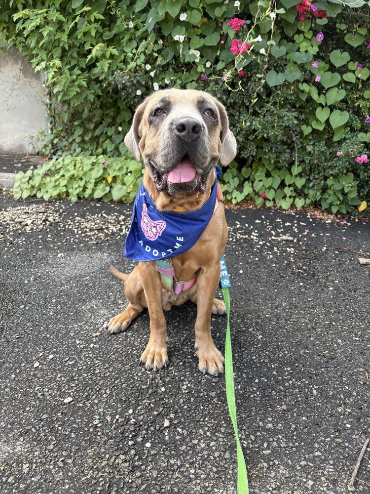 Enlarge Franny, a Adoptable mixed breed in New York, NY image 4/5