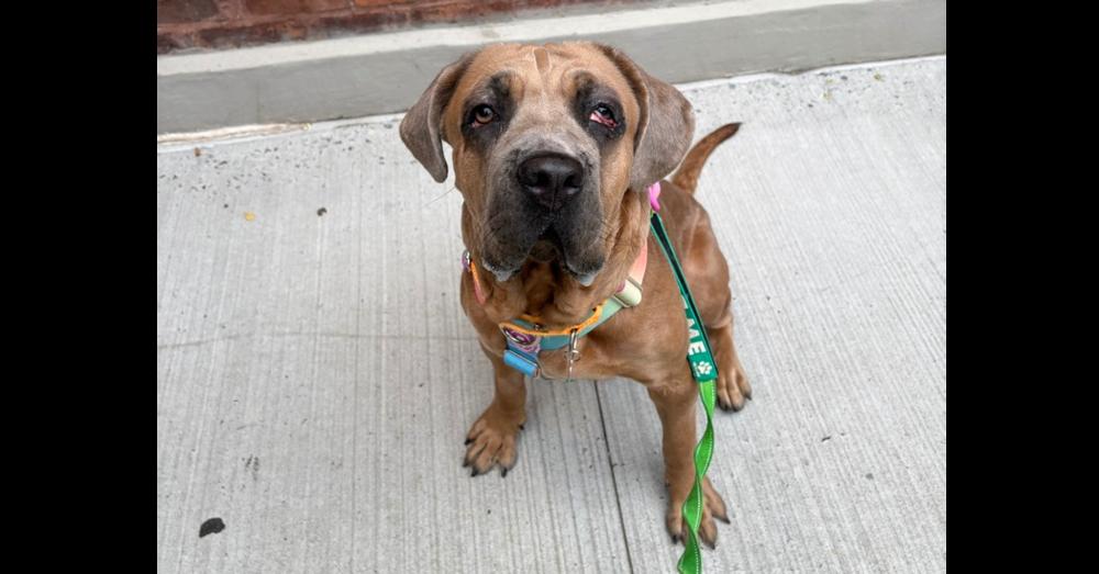Enlarge Franny, a Adoptable mixed breed in New York, NY image 5/5
