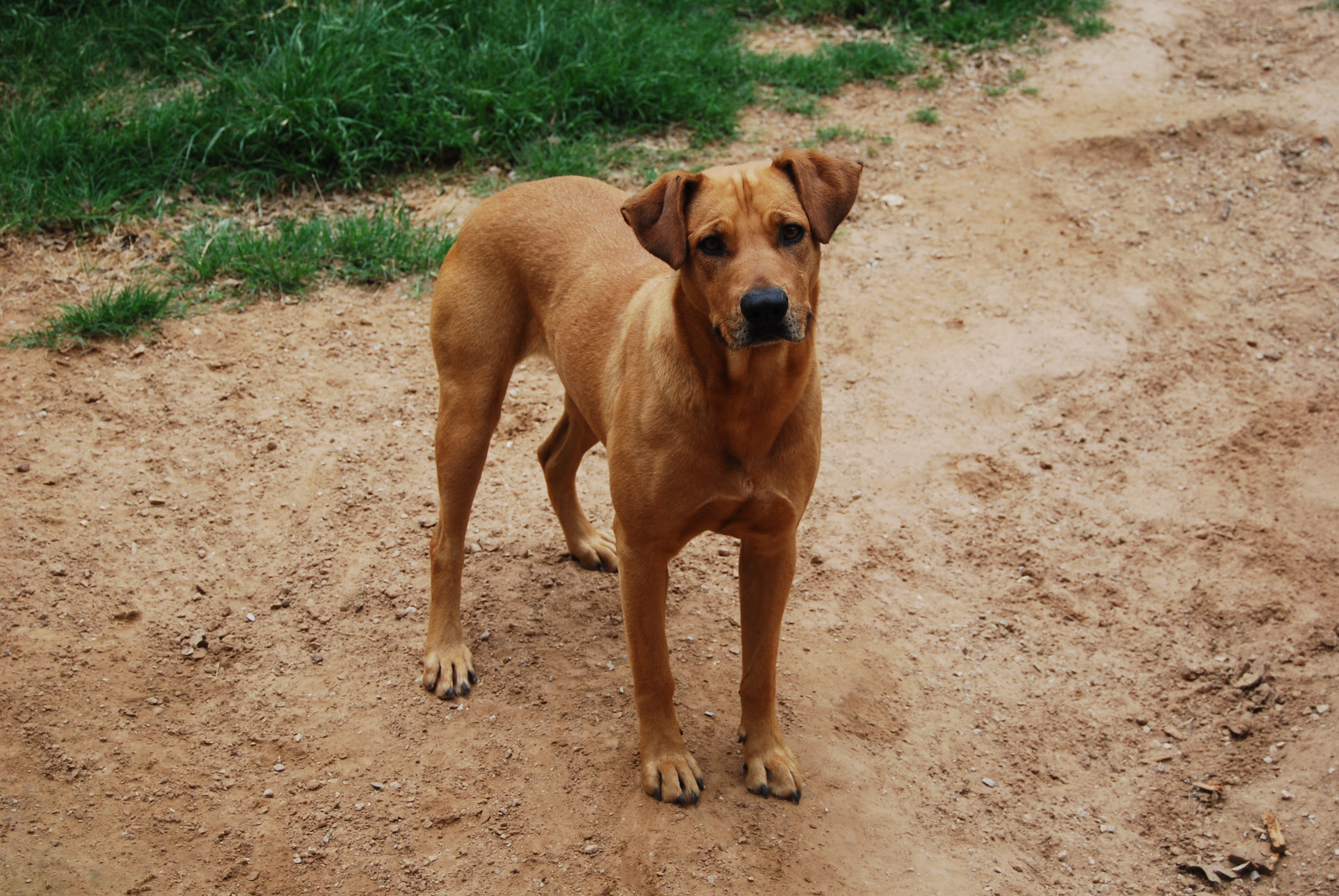 Katie, Adoptable, Young Female Rhodesian Ridgeback.