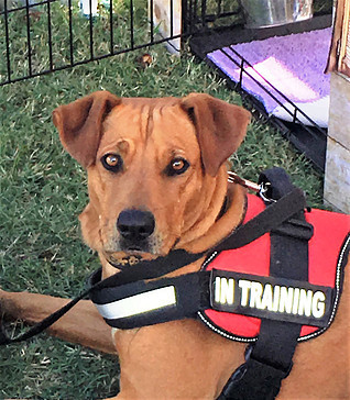 Katie, Adoptable, Young Female Rhodesian Ridgeback.