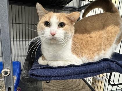 Enlarge Gizmo, a Adoptable mixed breed in St. Anne, IL image 2/3