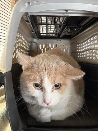 Enlarge Gizmo, a Adoptable mixed breed in St. Anne, IL image 1/2