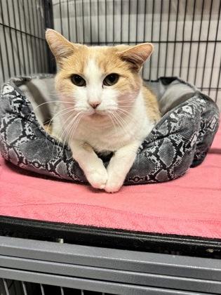 Enlarge Gizmo, a Adoptable mixed breed in St. Anne, IL image 3/3