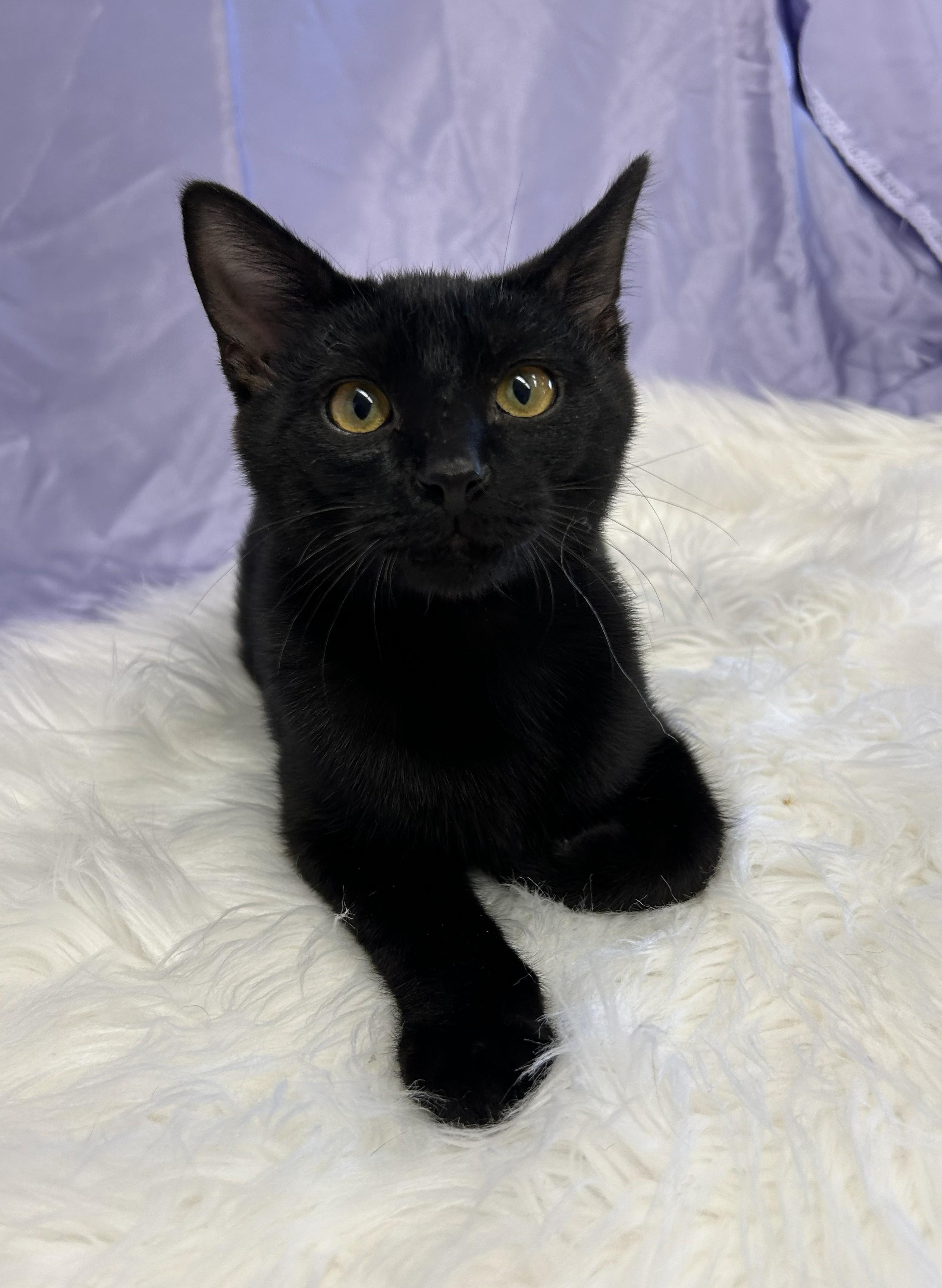 Boo, ADOPTABLE, Young Male Domestic Short Hair.