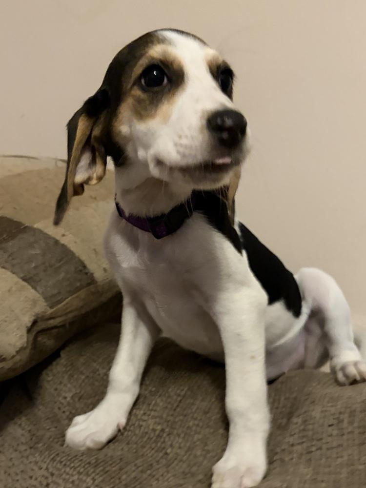 Enlarge Bessie, a Adoptable mixed breed in Louisa, VA image 2/6