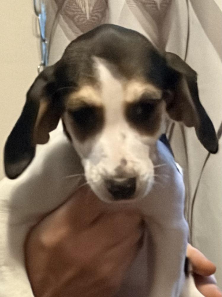 Enlarge Bessie, a Adoptable mixed breed in Louisa, VA image 3/6
