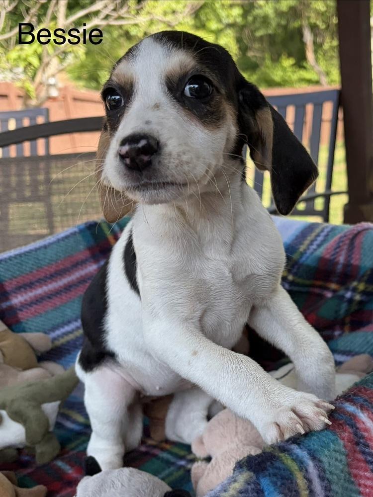 Enlarge Bessie, a Adoptable mixed breed in Louisa, VA image 4/6
