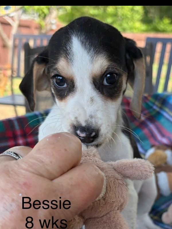 Enlarge Bessie, a Adoptable mixed breed in Louisa, VA image 6/6