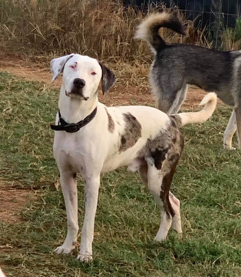 Motley, an adoptable Catahoula Leopard Dog in Granbury, TX_image-1