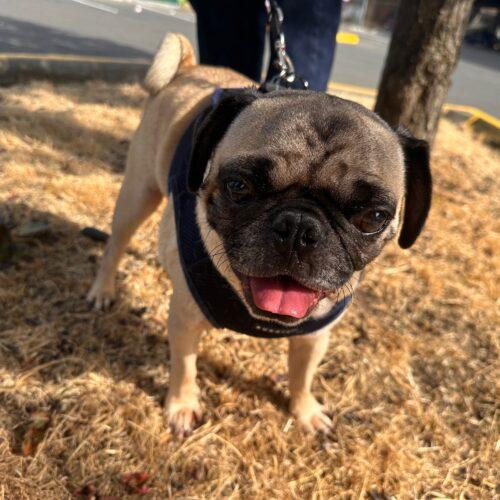 Enlarge Frost, a Adoptable Pug in Seattle, WA image 1/5