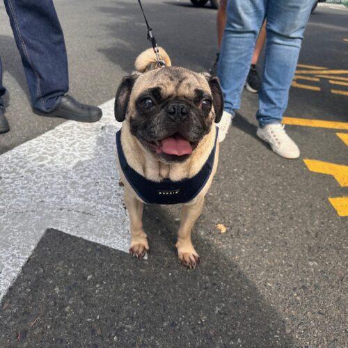 Enlarge Frost, a Adoptable Pug in Seattle, WA image 2/5